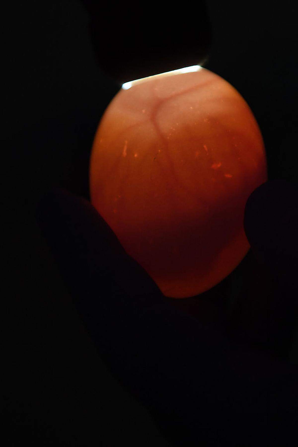 Gelangt mit den Proben das Virus ins Ei, kann sich der Embryo nicht entwickeln. Das können die Experten beobachten, indem sie die Eier mit UV-Licht durchleuchten. (Im Bild: ein bebrütetes Ei)