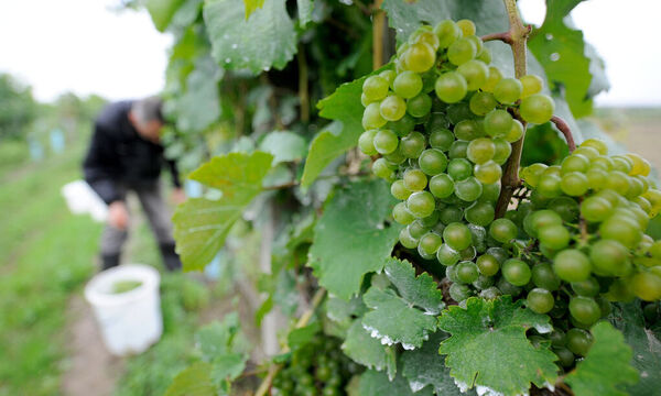 ARCHIVBILD: THEMENBILD: WEINLESE