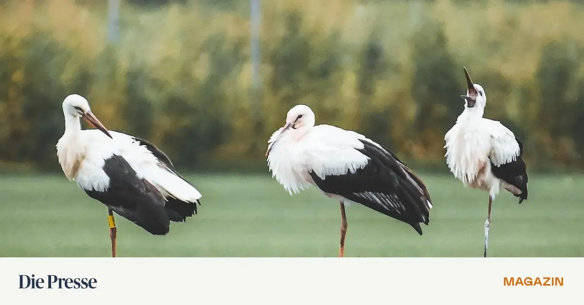 Der-Storch-wei-es