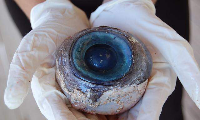 Dieses Auge stammt vermutlich von einem Schwertfisch.