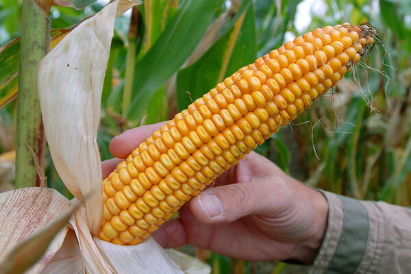 Branche: Biotechnologie  Die massive Kritik an dem Konzern, der viel mit Gentechnik arbeitet, hat sich nie wirklich auf die Zahlen ausgewirkt. Die Einnahmen sollen weiter steigen. 