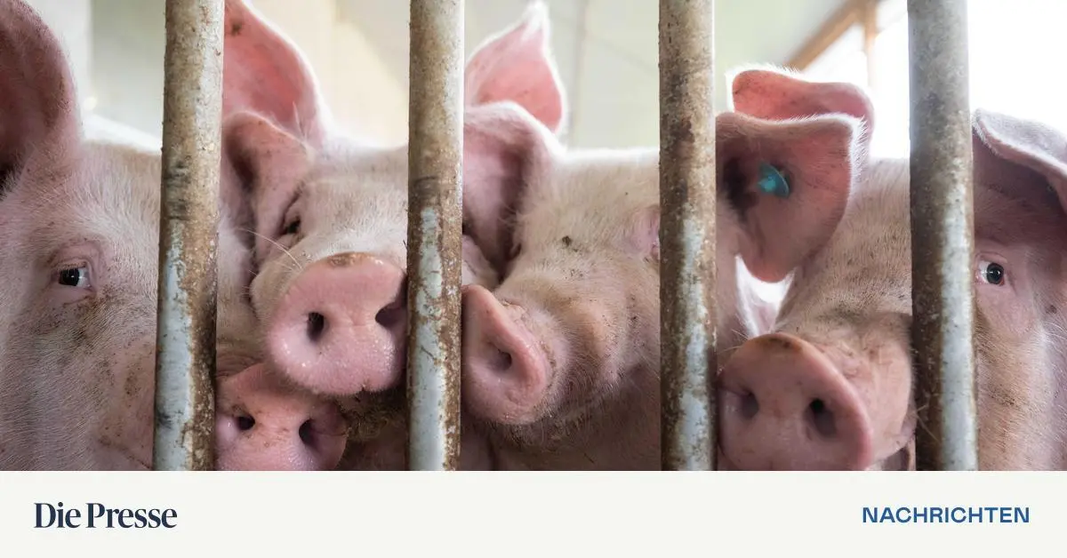 USA-Erster-Fall-von-Vogelgrippevirus-H5N1-bei-einem-Schwein