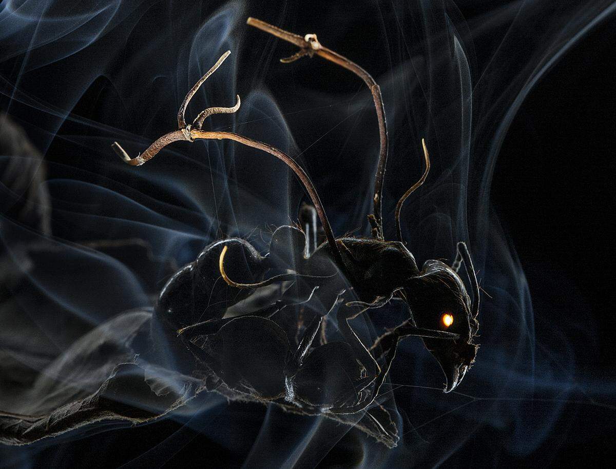 Anand Varma, USA, for National Geographic MagazineVon Parasiten befallene Ameise. Der Pilz tötet die Ameise und hinterläst Sporen auf dem toten Körper. Fotografiert in Manaus, Brasilien.