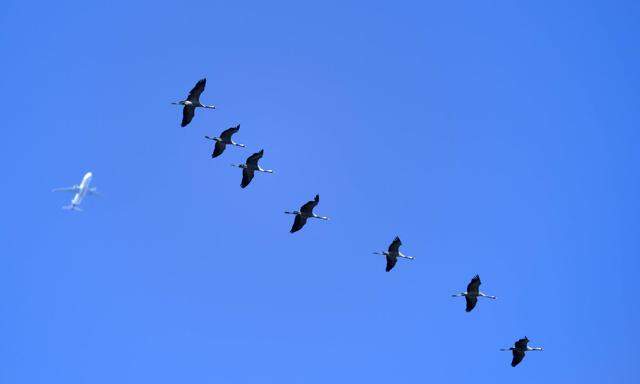 Vogelschlag gilt als außergewöhnlicher Umstand.