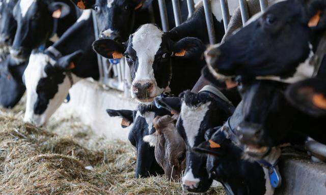 Die Kühe können über das Futter Krankheitserreger aufnehmen, die dann zu bakterienverseuchter Ware führen. 