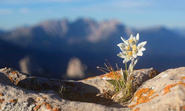 Ob das Edelweiß bei steigenden Temperaturen geeignete Nischen in den Alpen finden oder aussterben wird, soll in den nächsten Jahren erforscht werden.