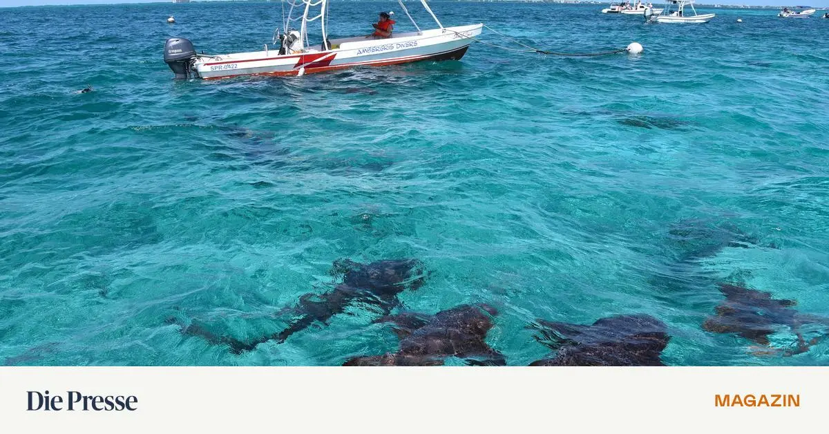 Steil-sind-die-Seeh-hlen-in-Belize-und-Kakao-ist-das-Elixier-premium-