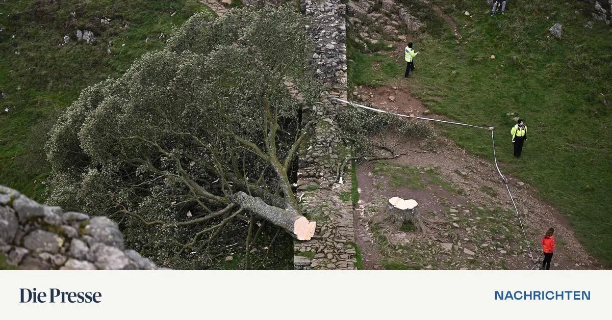 Gef-llter-Robin-Hood-Baum-Schuldspr-che-f-r-Angeklagte