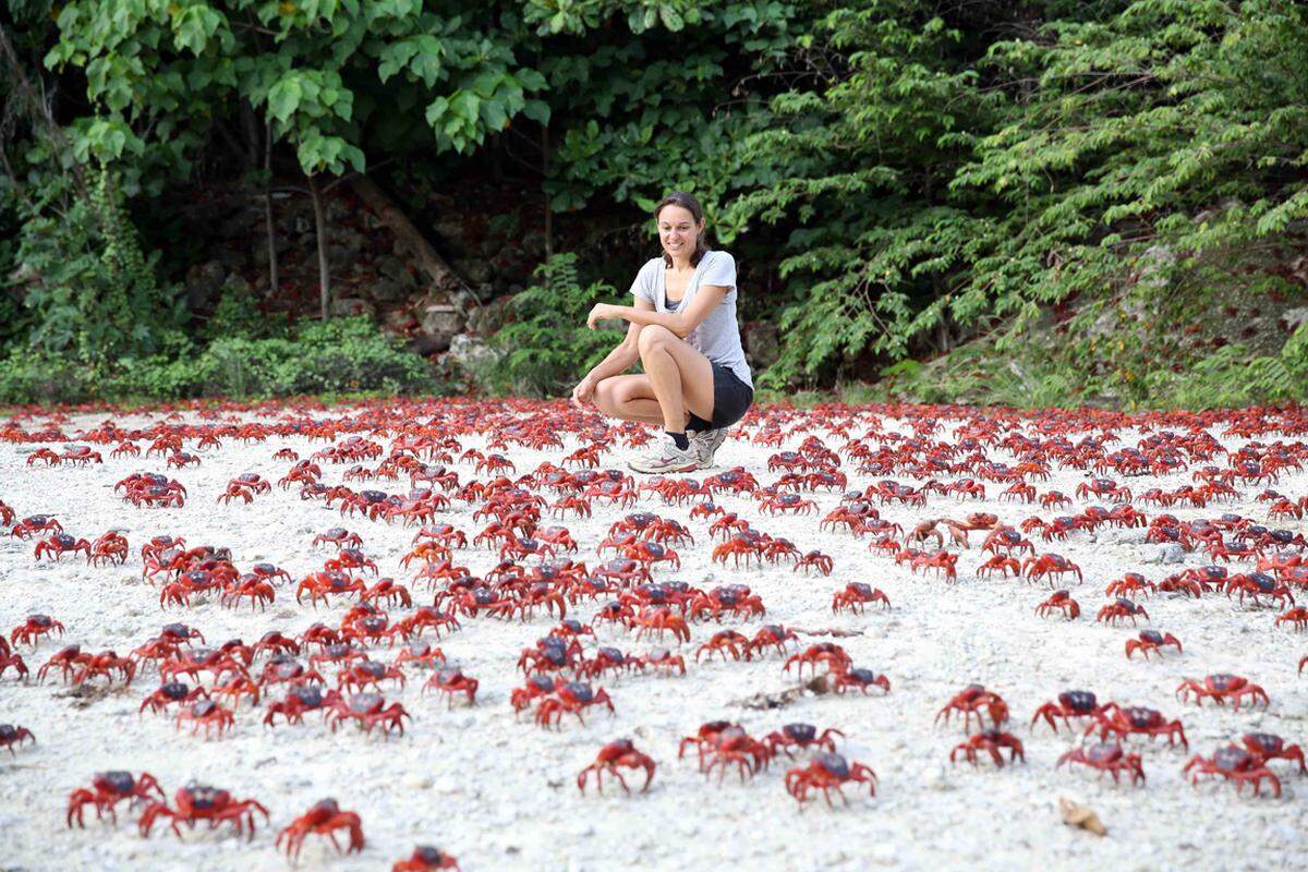 Wenn die Regenzeit auf den Christmas Islands beginnt, machen sich 120 Millionen Krabben auf den Weg von den Wäldern zum Ozean. Für das außergewöhnliche Naturspektakel werden die Straßen bis zu 18 Tage lang gesperrt.