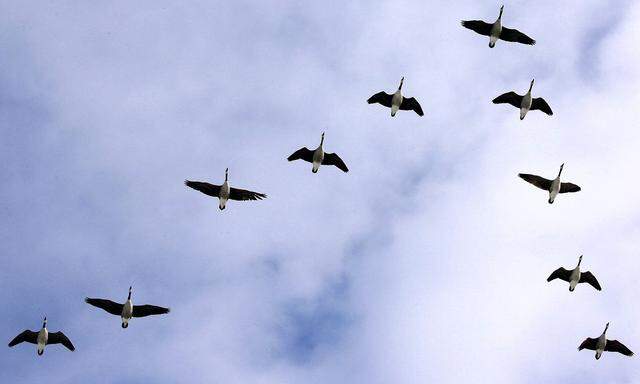 Zugvoegel im Vogelgrippe-Schutzgebiet