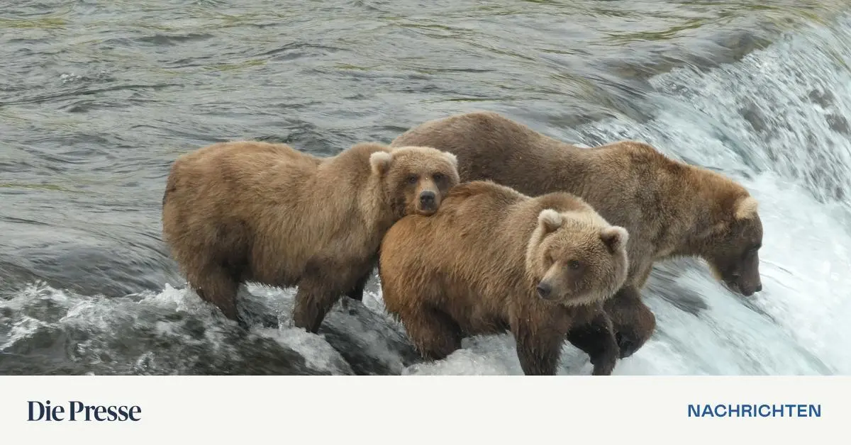 In-Alaska-dreht-sich-wieder-alles-um-dicke-B-ren