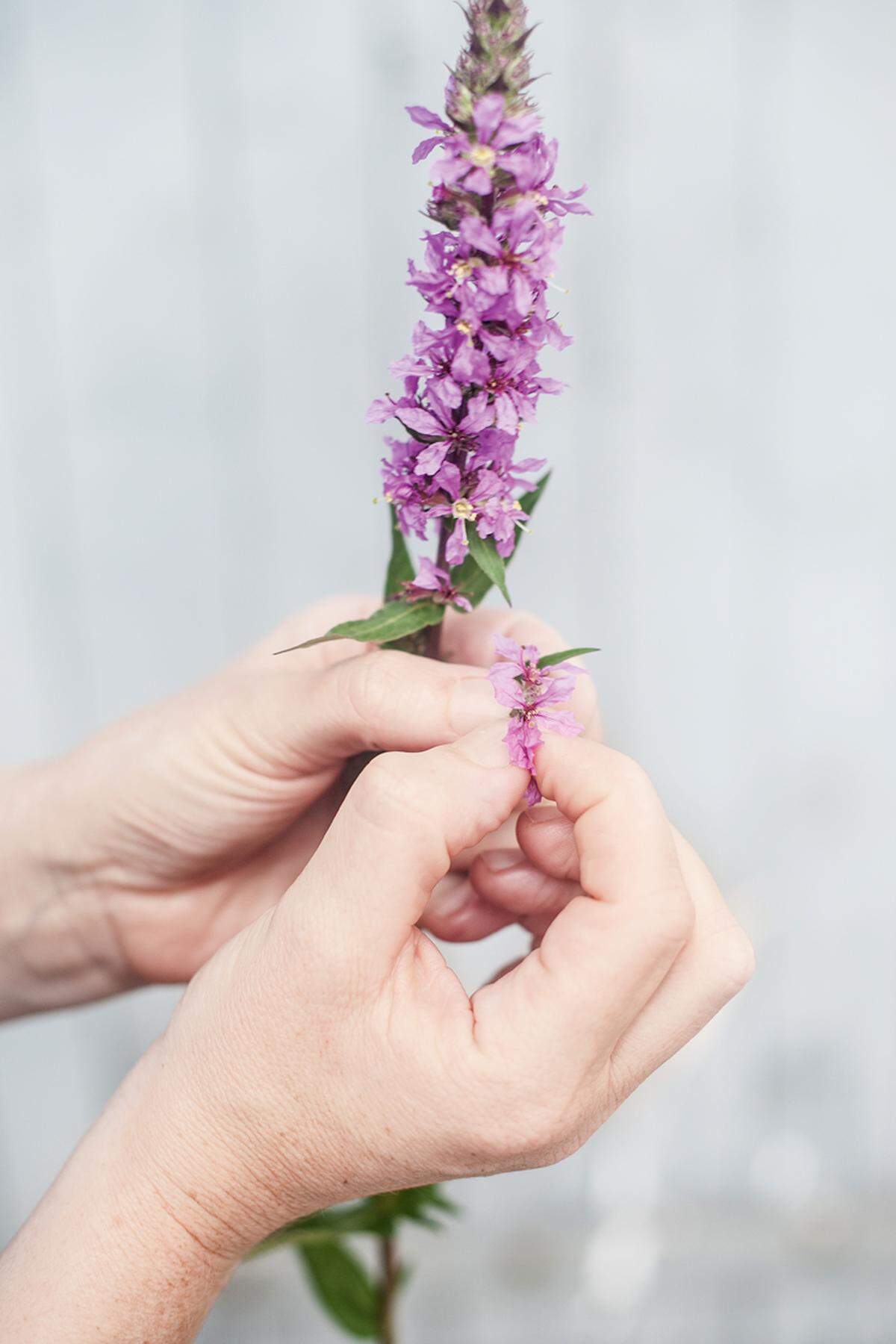 Wollen gezupft werden: essbare Blüten.