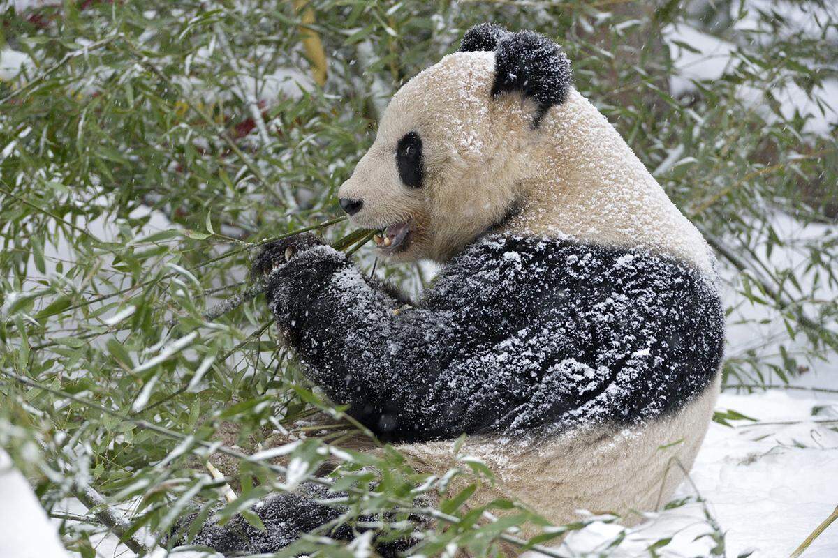 An Schnee und Kälte gut angepasst sind auch die Großen Pandas. Die schwarz-weißen Bambusbären sind in den Bergwäldern im Südwesten Chinas zuhause, wo sie in bis zu 3.400 Metern Höhe leben. Das Schönbrunner Panda-Weibchen Yang Yang saß am Montag mitten im Schnee und verzehrte genüsslich Bambus. "Die Pfoten der Kleinen und Großen Pandas sind auf der Unterseite mit Fell bedeckt. Das schützt sie vor Kälte und verhindert ein Ausrutschen auf Schnee und Eis", erklärte Tiergartendirektorin Dagmar Schratter in einer Aussendung.