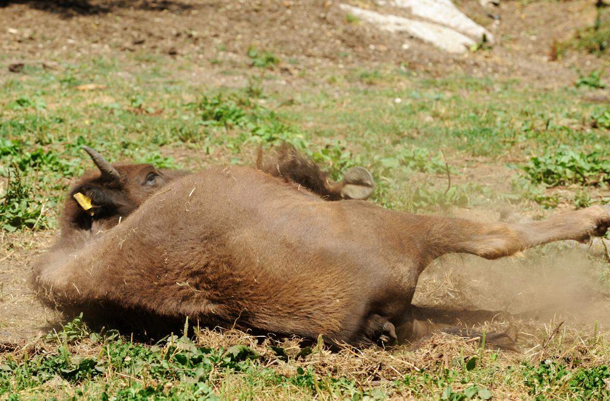 Dieses Bison wälzt sich in einem selbst gescharrten Sandloch, um allfälliges Ungeziefer abzuwerfen.