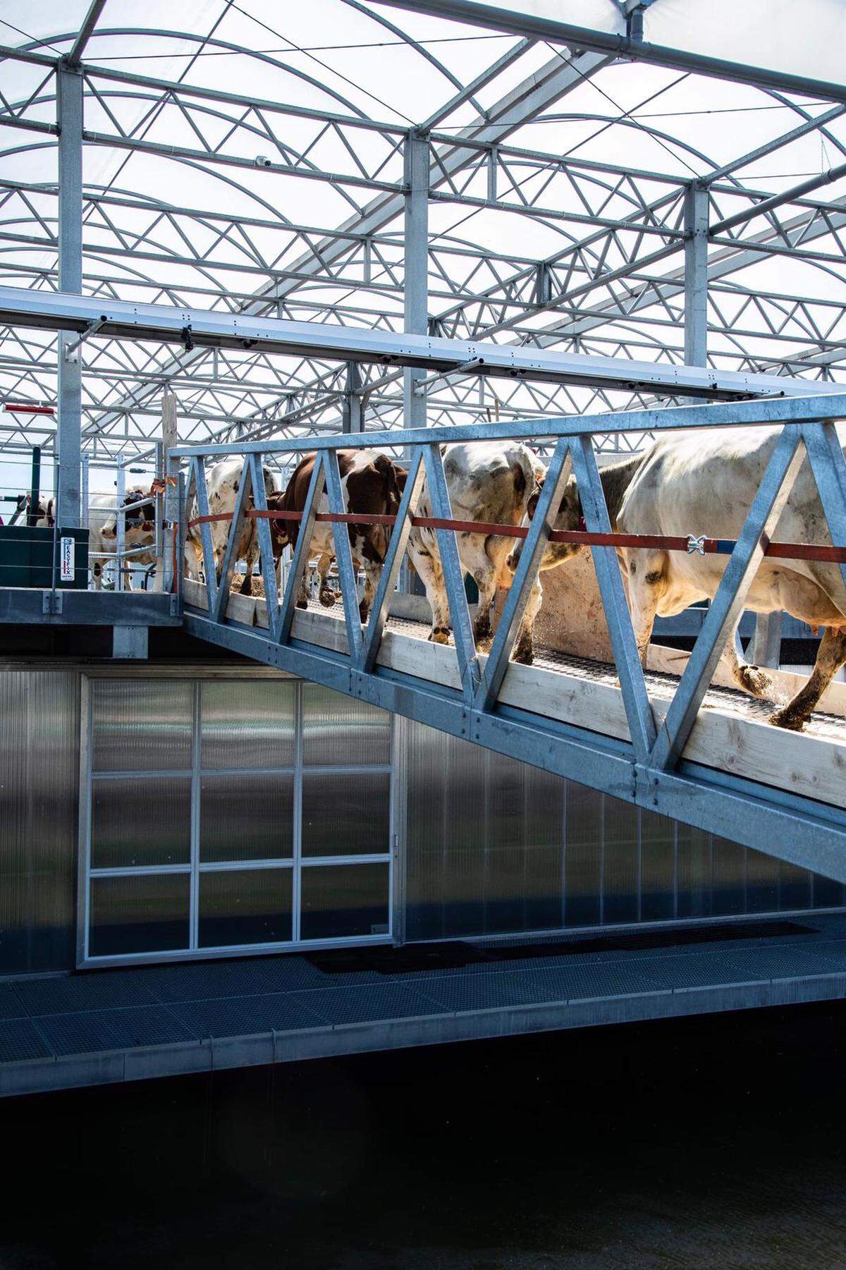 2019 betreten rund vierzig Milchkühe den schwimmenden Stall im Rotterdamer Hafen. Die Farm auf dem Wasser spart Landfläche. Zudem sollen die Tiere künftig mit Abfällen aus städtischer Industrie und Gewerbe gefüttert werden. In der Stadt wiederum will man dann Produkte aus ihrer Milch verkaufen. Diese kurzen Transportwege schonen das Klima und Städter*innen können Landwirtschaft wieder direkt sehen.