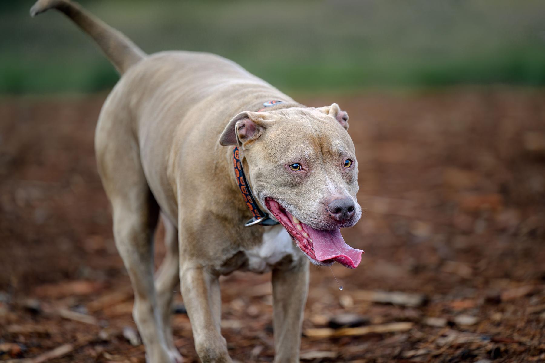 Pitbull attacks three people in Vienna and dies afterwards – Diepresse.com