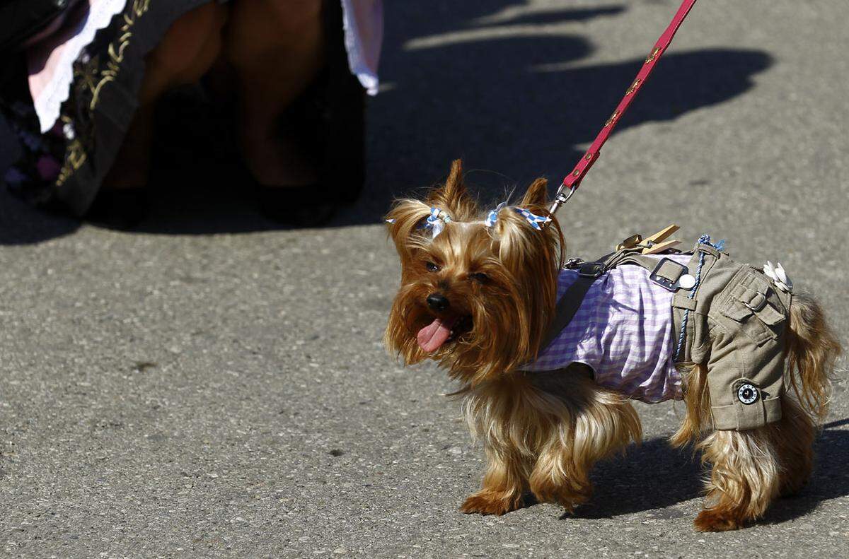 Tiere, ausgenommen Blindenhunde, sind auf der Wiener Wiesn keine willkommenen Gäste.