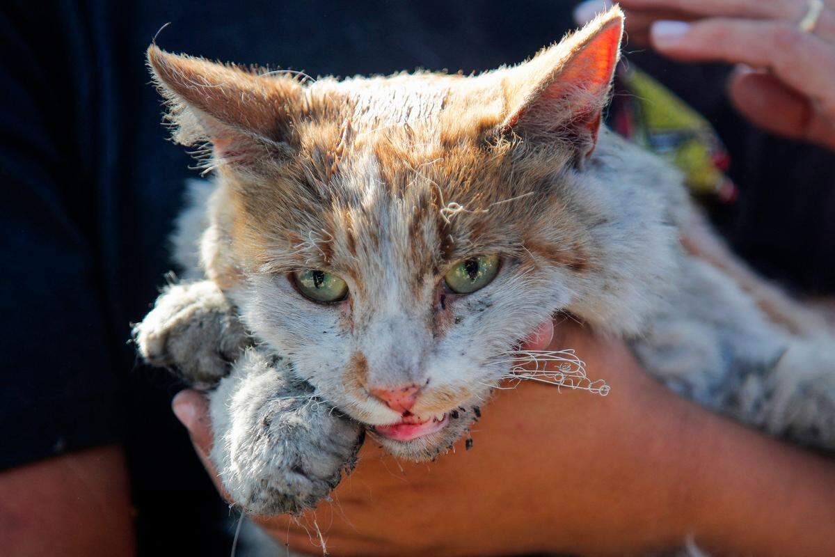 5. Februar. Eine Katze, die vor den Waldbränden in Chile gerettet wurde. Die Zahl der Todesopfer ist auf mindestens 120 gestiegen. Präsident Gabriel Boric warnte davor, dass die Zahl „erheblich“ steigen würde. 26.000 Hektar Land sind bereits verbrannt.