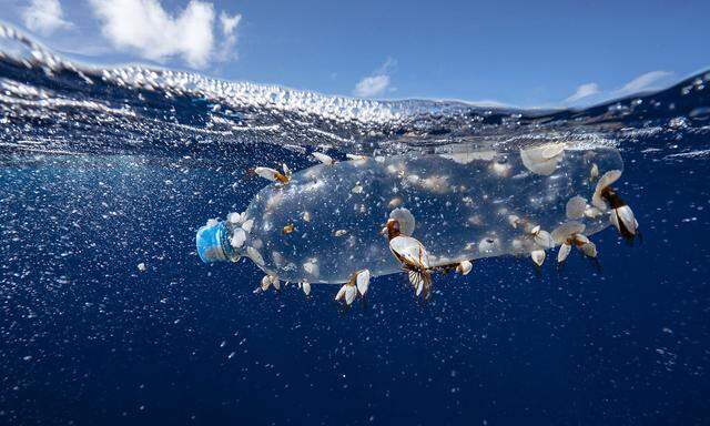 Plastikmüll im Meer ist eines der großen Probleme für die Bewohner dieses riesigen Lebensraumes.