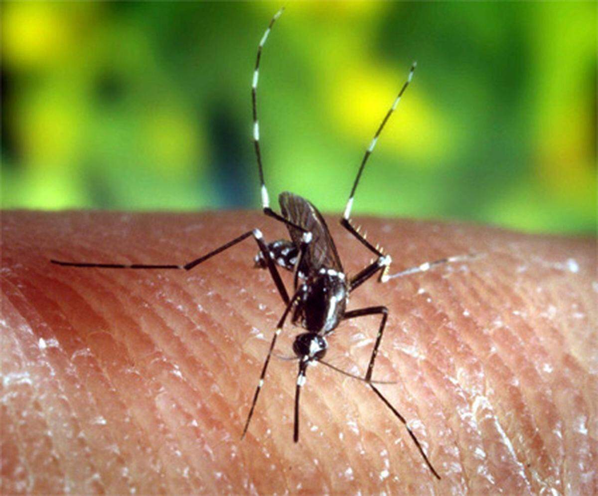 Die Anopheles-Mücke: Etwa 2,7 Millionen Menschen sterben jährlich an Malaria, die von Anopheles übertragen wird.  Das gefährlichste Tier ist also ein Insekt. Ob sich daraus das Verhalten entwickelt hat, Insekten zu verspeisen, um ihre Zahl zu minimieren? Der Verzehr von Insekten heißt Entomophagie und ist in Kolumbien mit der Spezialität „Hormigas Culonas“ (Dicke Hintern Ameisen) ebenso beliebt wie in Thailand geröstete Wasserkäfer und in Korea die Puppen des Seidenspinners.