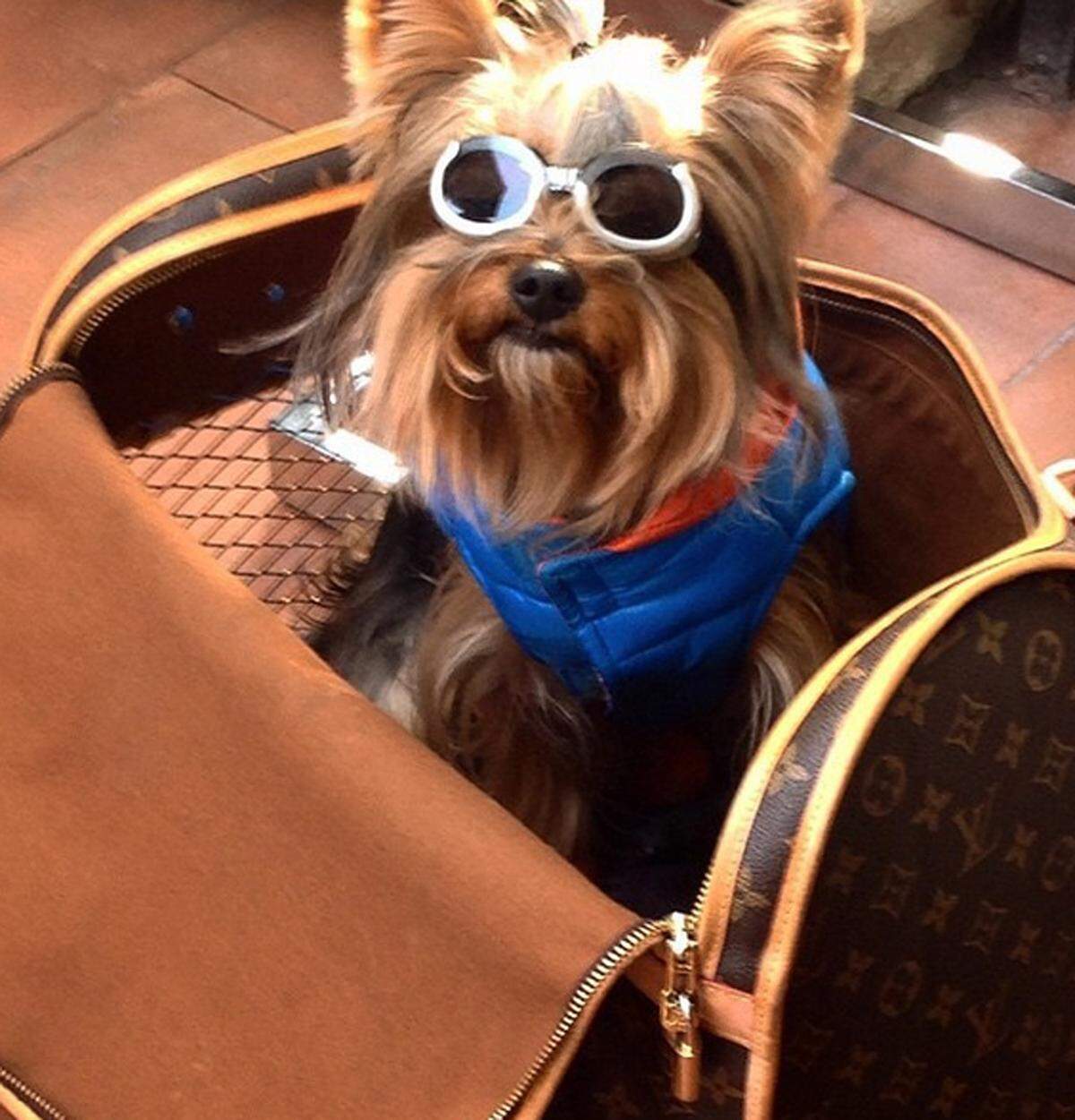 In einer Hundetasche von Louis Vuitton kann man sich standesgemäß durchs Leben tragen lassen.