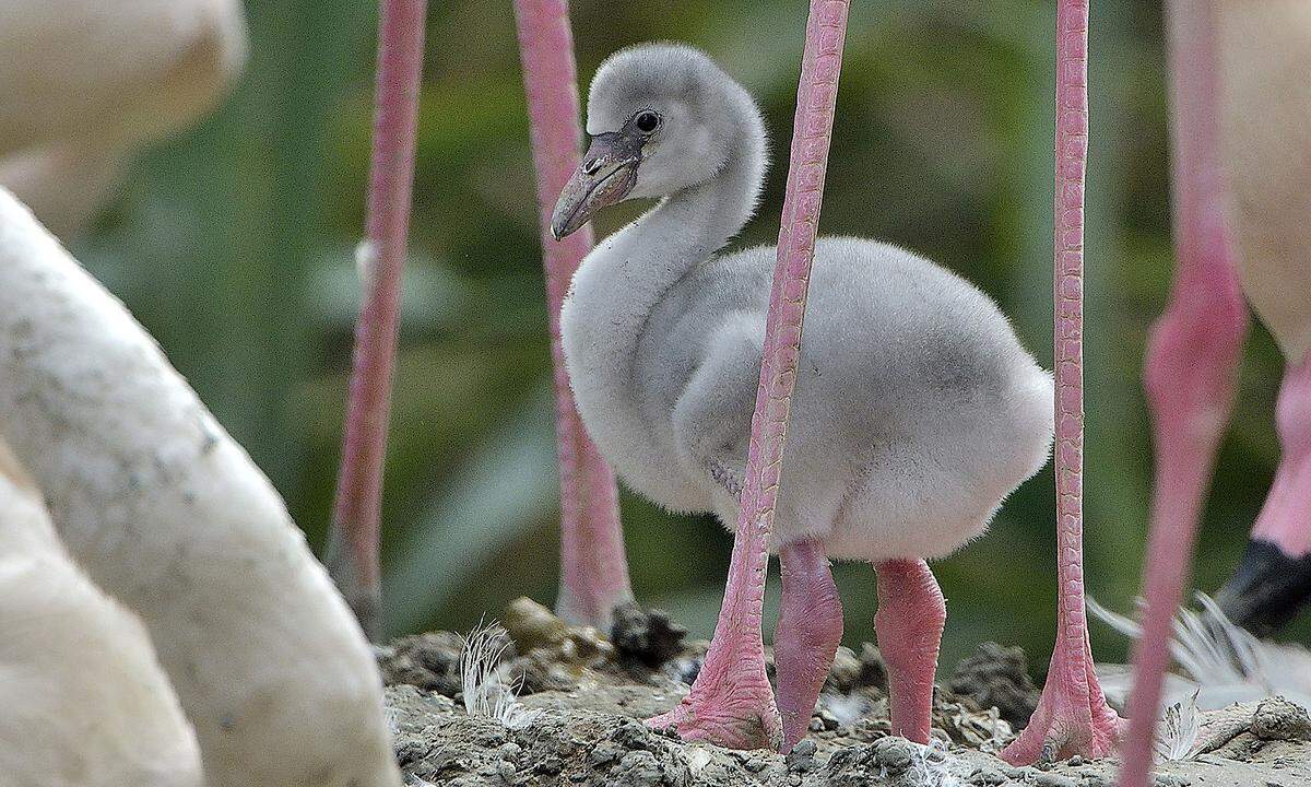 10. Oktober. Es gibt Nachwuchs bei den Flamingos im Tiergarten Schönbrunn. Zehn Rosa-Flamingo-Küken sind geschlüpft, die ersten Mitte September, die jüngsten erst vor einigen Tagen, teilte der Zoo am Mittwoch mit. Das prächtige Gefieder lässt allerdings noch auf sich warten. Die Küken sind grau, erst im Alter von drei Jahren machen Rosa Flamingos ihrem Namen alle Ehre.