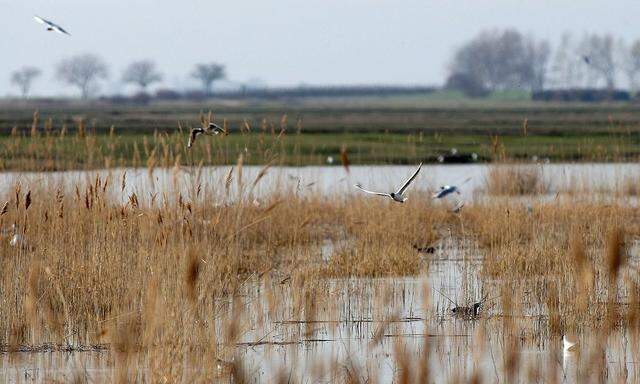 BIRDWATCHING IM NATIONALPARK NEUSIEDLERSEE