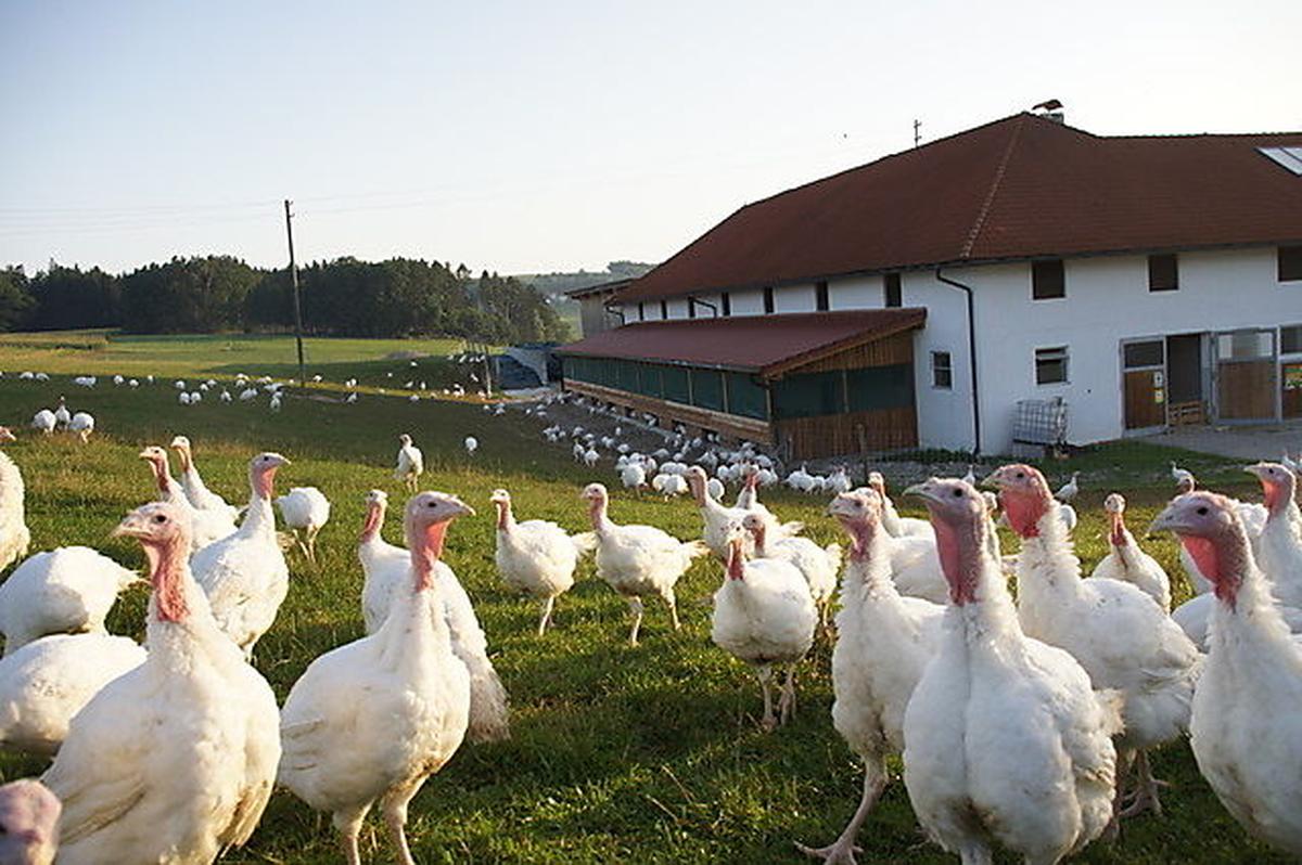 Der Hof im Bezirk Freistadt mit Federvieh.