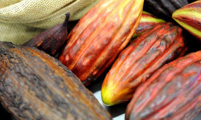 König der Super Foods: Kakao wirkt in größeren Mengen genossen appetitzügelnd, antidepressiv und bewirkt, dass man sich wie verliebt fühlt