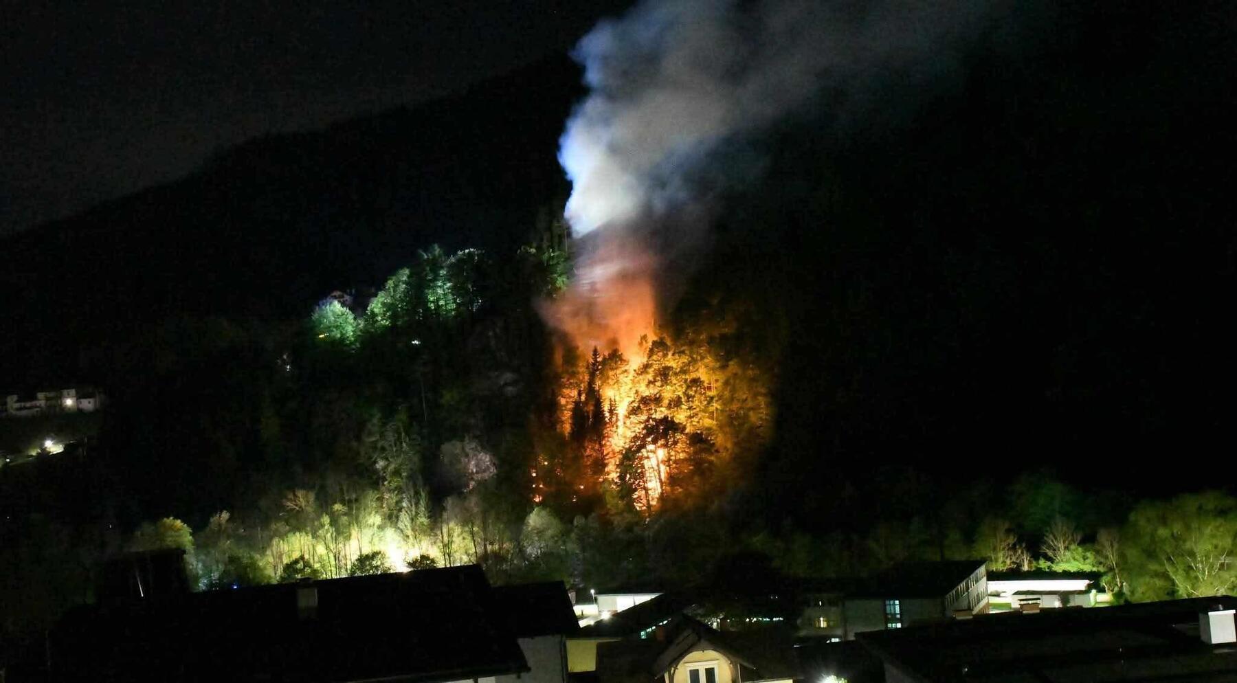 Österreichs Wald wird zur Kampfzone [premium]