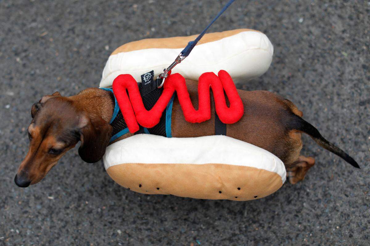 Der Klassiker: Ein Dackel als Hotdog.