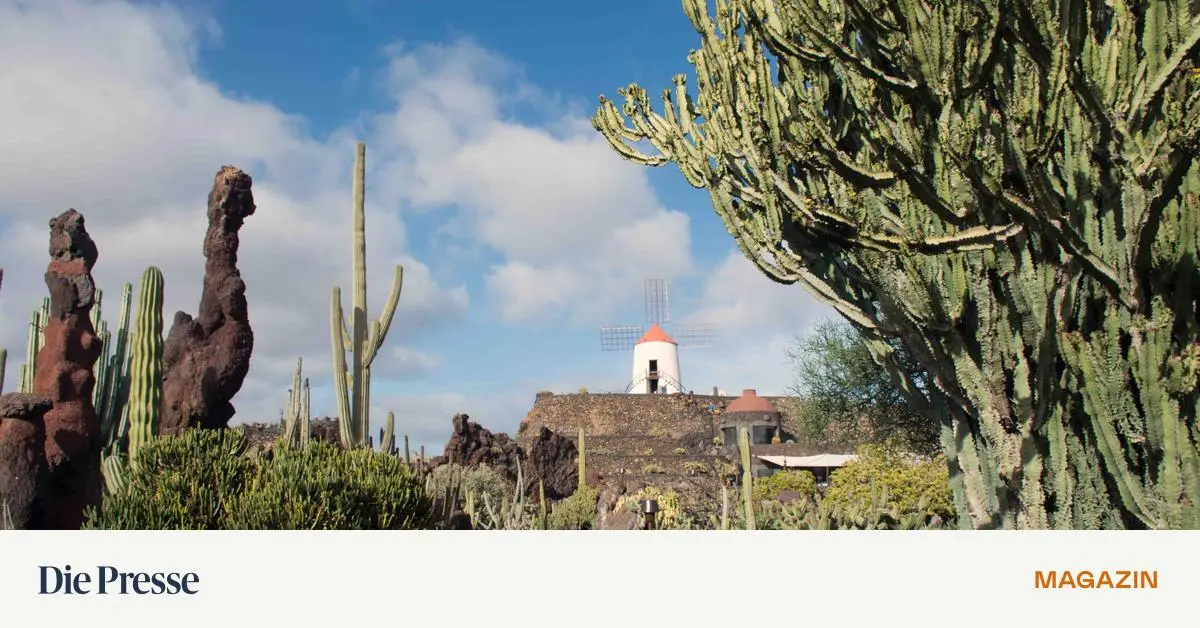 Lanzarote-im-Nordosten-Organische-Architektur-und-Kakteen-in-der-Mondlandschaft-premium-