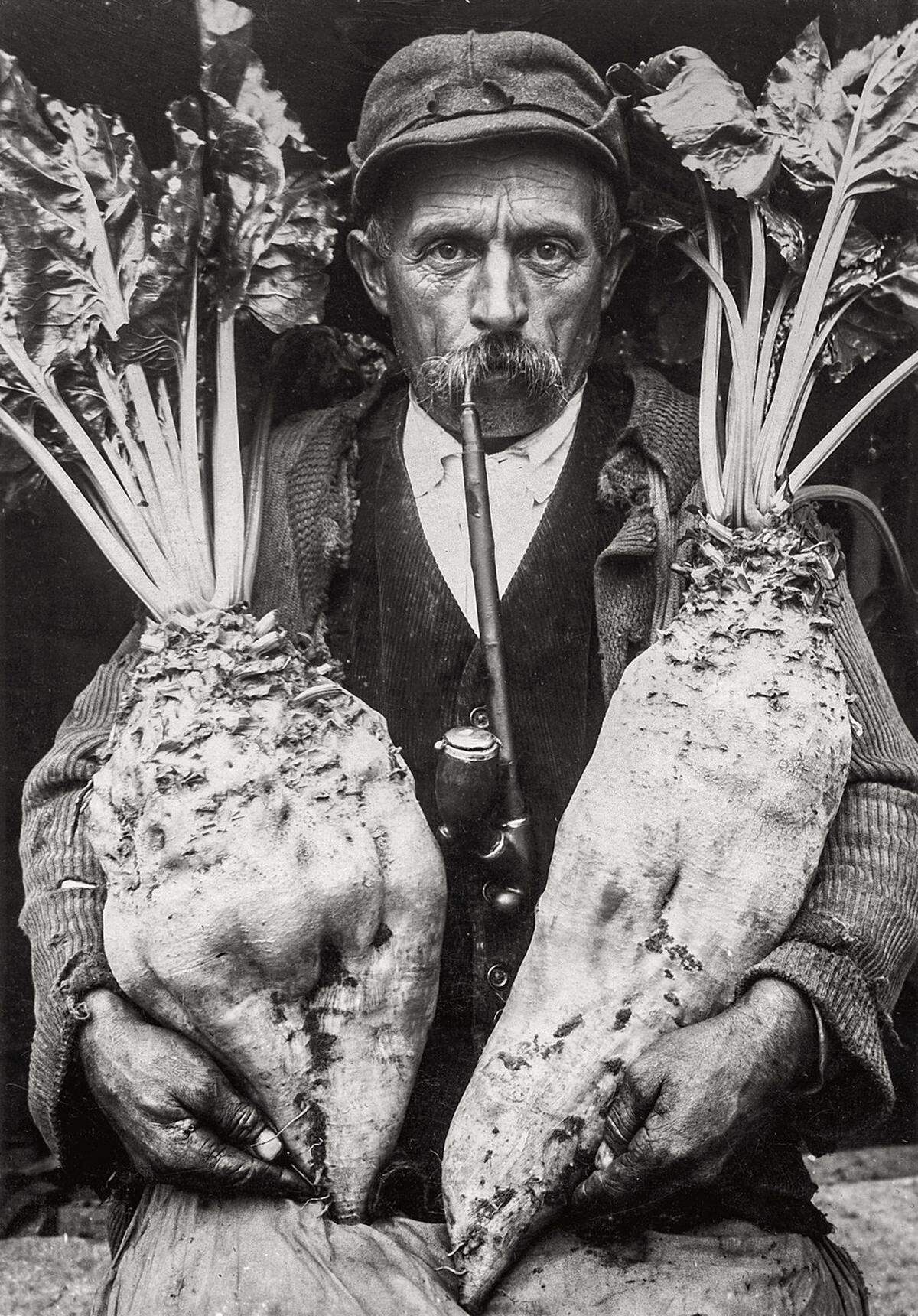 Ein Bauer mit geernteten Burgunderrüben in Rust, 1931 