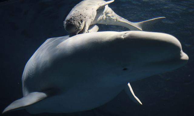 Beluga-Wal mit Jungem