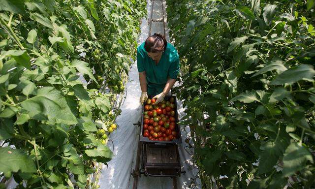 Putin Is Growing Organic Power One T-34 Tank-Tomato At A Time