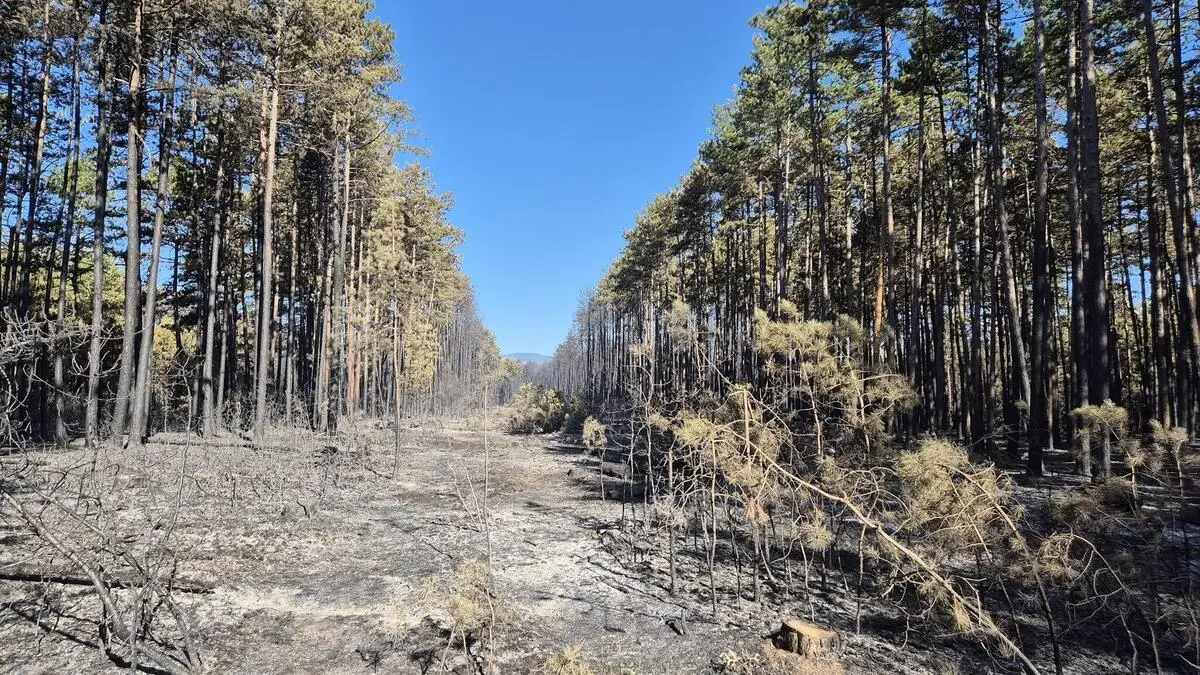 Large fire in the pine forest was probably caused by ammunition parts