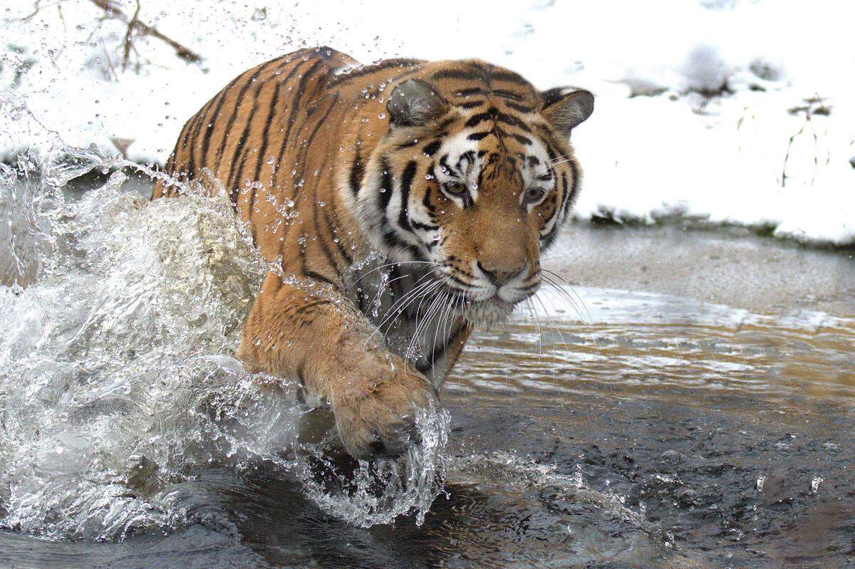 In der Heimat der Sibirischen Tiger kann es bis zu minus 45 Grad Celsius kalt werden. "Tiger baden prinzipiell gerne und Tigerin 'Ina' lässt es sich auch im Winter nicht nehmen, ab und zu im halbzugefrorenen Teich zu planschen", berichtete Tiergartendirektorin Dagmar Schratter.