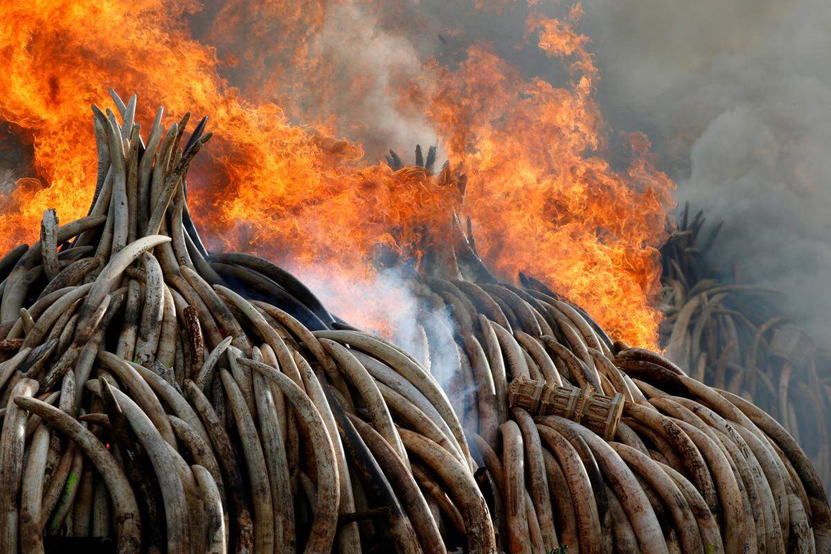 30. April. Nairobis Behörden gingen 2016 hart gegen Schmuggler vor: In einer Offensive verbrannten sie im Frühjahr 105 Tonnen Elfenbein und eine Tonne Rhinozeros-Hörner.