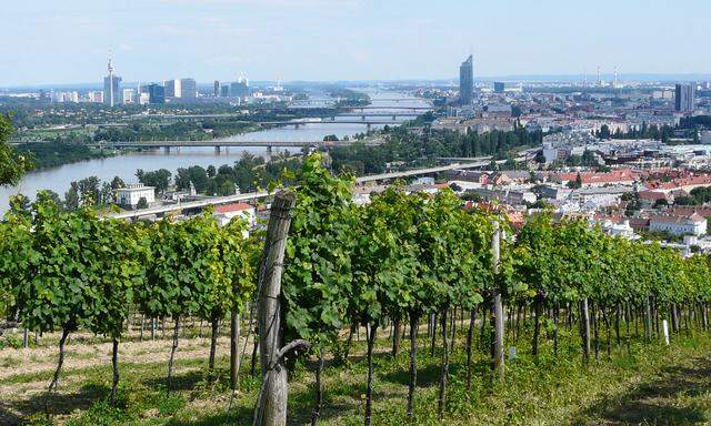  Bereits seit dem 12. Jahrhundert spielt der Wein in Wien eine wichtige Rolle. Die jetzt die jungen Winzer weiter festigen wollen. 