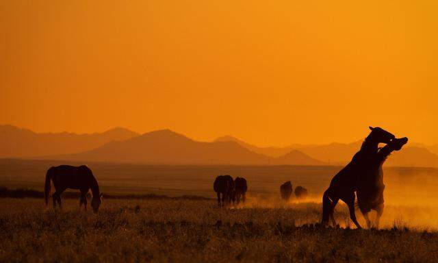 Universum: Namibia 