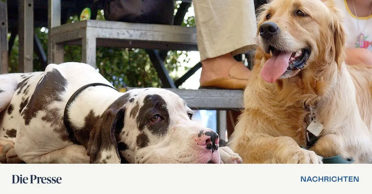 hunde-k-nnen-spielzeugnamen-erlauschen