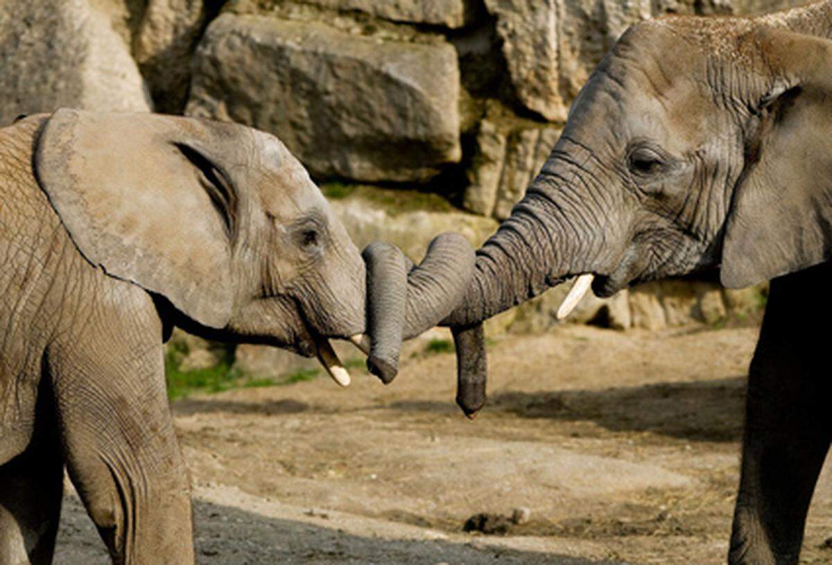 Für "Numbi" war es bereits die zweite Geburt. Ihr erster Sohn "Kibo" ist fast fünf Jahre alt und lebt mit ihr im Tiergarten Schönbrunn. In der Geschichte des Zoos ist es die dritte Geburt bei einem Afrikanischen Elefanten.