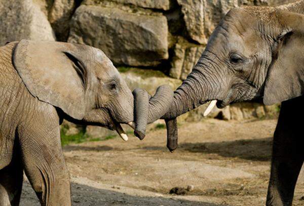 Für "Numbi" war es bereits die zweite Geburt. Ihr erster Sohn "Kibo" ist fast fünf Jahre alt und lebt mit ihr im Tiergarten Schönbrunn. In der Geschichte des Zoos ist es die dritte Geburt bei einem Afrikanischen Elefanten.