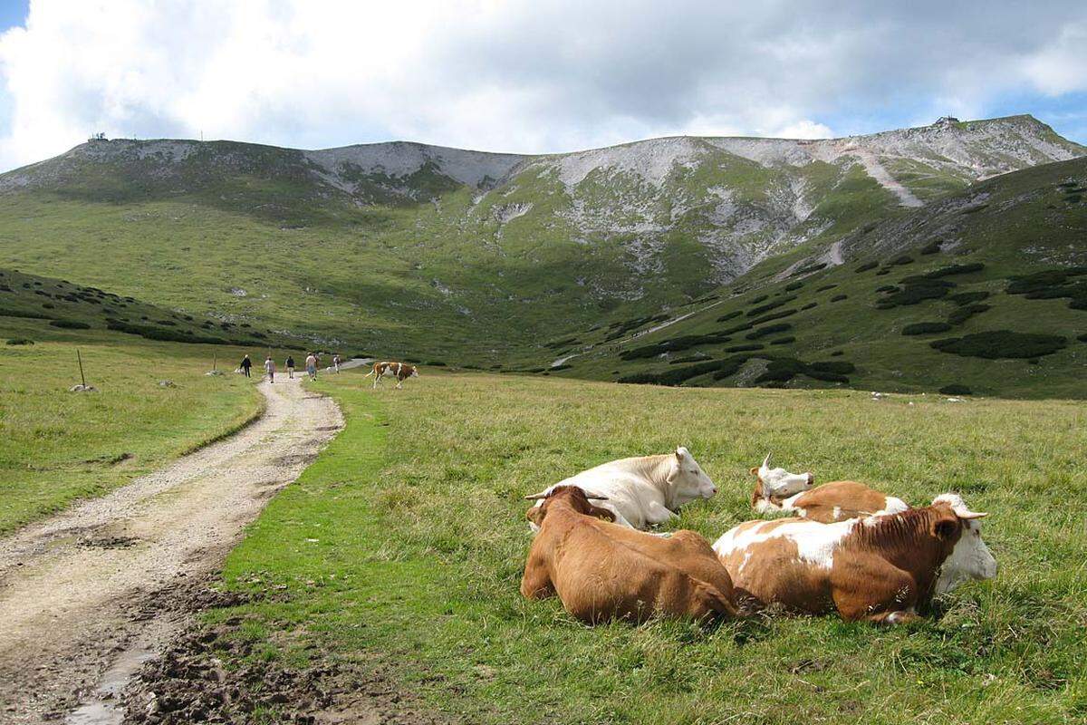 Hat man sich am Panorama sattgesehen und mit einer Jause gestärkt, beginnt der Abstieg auf der Wanderautobahn: Begleitet von hunderten Sonntagswanderern führt der Weg über einen Sattel mit dem passenden Namen Ochsenboden ...