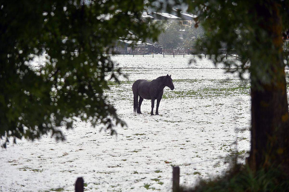 Ein Pferde auf einer verschneiten Wiese in Bad Gastein im Gasteiner Tal am Donnerstag, 24. September 2015.
