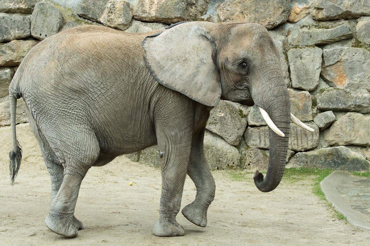 28. März. Der Bauch ist kaum noch zu übersehen: Das Elefanten-Weibchen "Numbi" im Tiergarten Schönbrunn ist trächtig. Die Freude im Wiener Zoo ist groß. Wann das Baby auf die Welt kommt, ist aber noch ziemlich unsicher, teilte der Tiergarten am Donnerstag mit. Die Schwankungsbreite sei bei 22 Monaten Tragzeit sehr groß, aber man rechnet Mitte Juli mit der Geburt.