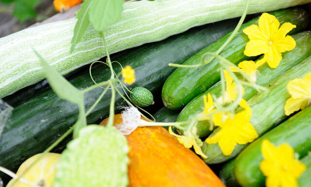 Eveline Bach kultiviert in ihrer Gärtnerei 20 verschiedene Gurkensorten – etwa die lange Schlangenhaargurke oder die Weiße aus Gargano – und 100 Chilis.