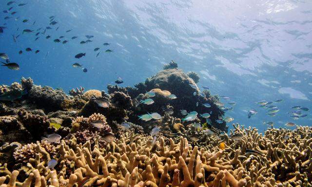 Das Great Barrier Reef gilt als eines der atemberaubendsten Naturwunder der Erde, aber steht vor dem Kollaps.