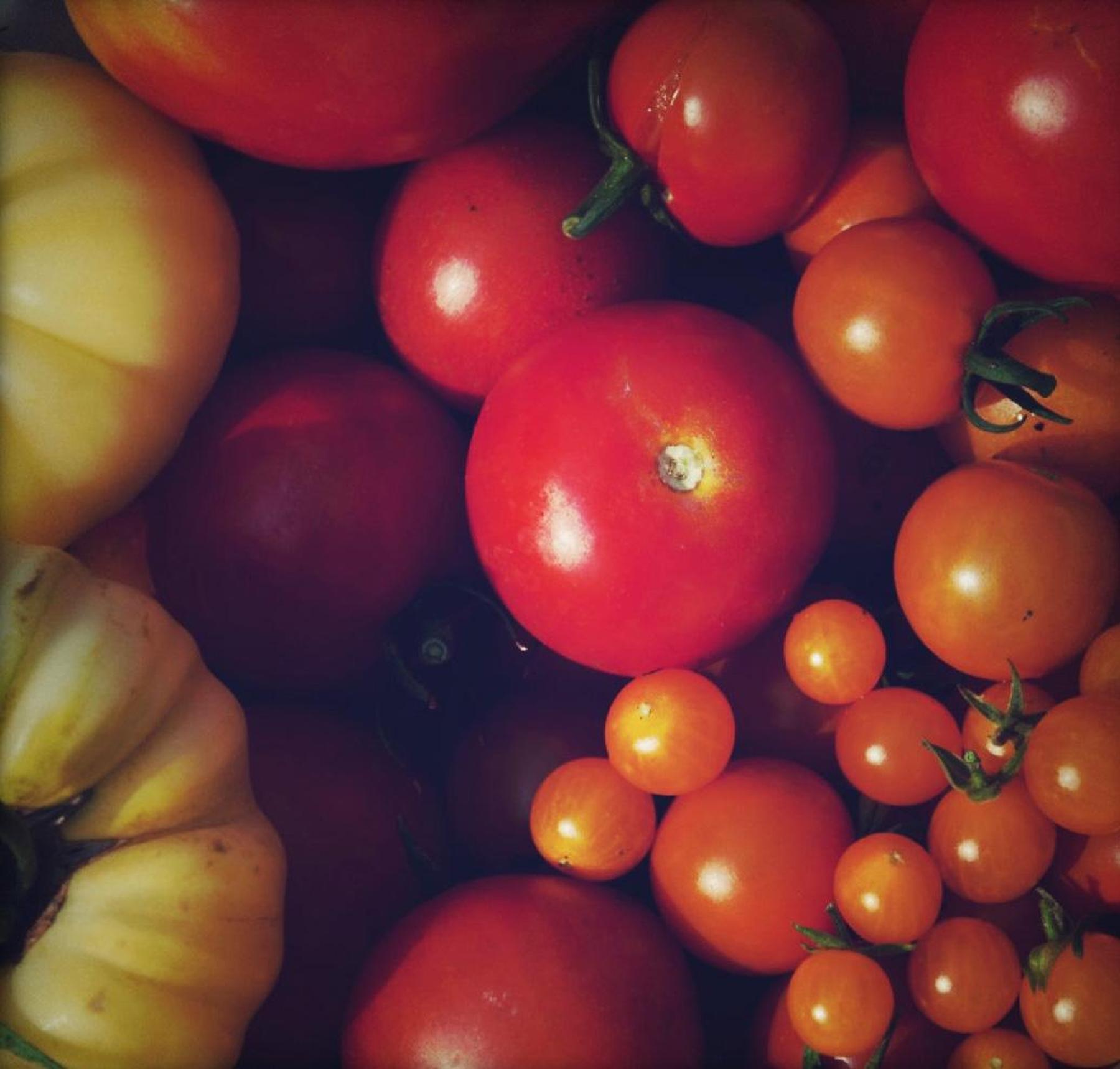 Wie man Mäuse fängt und Tomaten einkocht [premium]
