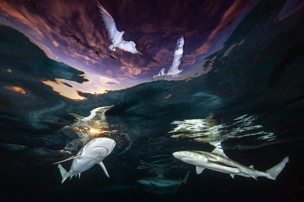 Das Gewinnerbild trägt den Titel "Shark's Skylight". Die Fotografin Renee Capozzola hat es vor der Insel Moorea in Französisch-Polynesien aufgenommen. "Viele Haiarten sind vom Aussterben bedroht", schreibt sie dazu. "Ich hoffe, dass mein Bild zum Schutz dieser schönen Lebewesen beiträgt". "Ein Bild der Hoffnung", nennt es vor diesem Hintergrund die Jury. "Es zeigt, wie der Ozean sein kann, wenn wir ihm eine Chance geben, sein spektakuläres Leben sowohl unter als auch über der Oberfläche zu entfalten." >>> Weitere Bilder des Fotowettbewerbs